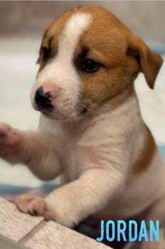 Rescue Border Collie and Labrador Retriever Dogs for Adoption in El Dorado, Arkansas - Jordan | PetCurious