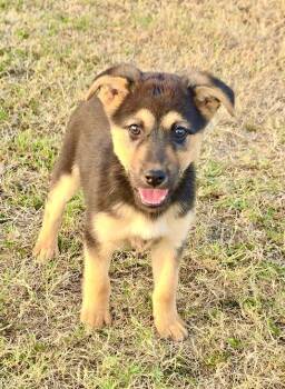 German Shepherd Dog Dogs Available for Adoption - Chief | PetCurious