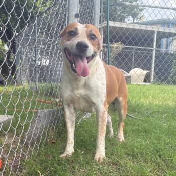 Rupert D46418 -  Cattle Dog and Mixed Breed Dog for Adoption in Corsicana, Texas - Rupert D46418 | PetCurious