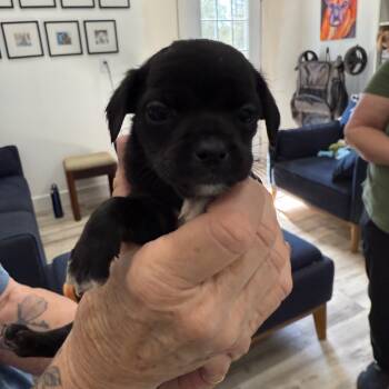 Rescue Terrier and Mixed Breed Dogs for Adoption in Sacramento, California - Callie | PetCurious