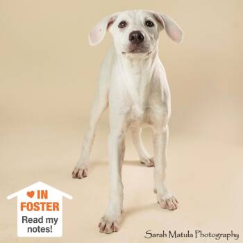 Bamboozle -  Labrador Retriever and Cattle Dog Dog for Adoption in Kanab, Utah - Bamboozle | PetCurious