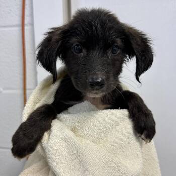 Chocolate Lava Cake -  Labrador Retriever and Spaniel Dog for Adoption in Hattiesburg, Mississippi - Chocolate Lava Cake | PetCurious
