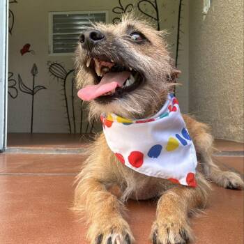 McNugget -  Terrier Dog for Adoption in Humacao, Humacao - McNugget | PetCurious