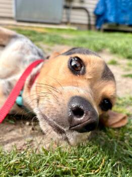 Beagle Dogs Available for Adoption in Fall River, Massachusetts - Sesame Seed | PetCurious