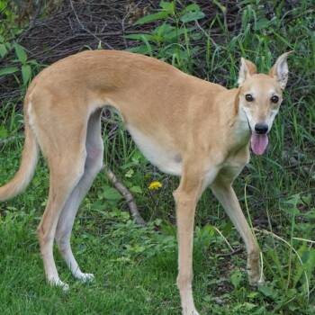 Rescue Greyhound Dogs for Adoption in Zimmerman, Minnesota - Izzy | PetCurious