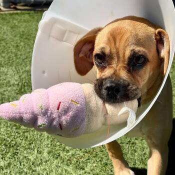 Mixed Breed Dogs Available for Adoption in Matteson, Illinois - Cream Puff | PetCurious