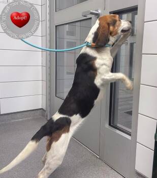 Lilith Yrly 303 -  Beagle Dog for Adoption in Sidney, Ohio - Lilith Yrly 303 | PetCurious