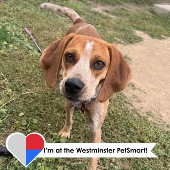 Chena -  Beagle Dog for Adoption in Fort Collins, Colorado - Chena | PetCurious