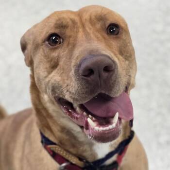 Mixed Breed Dogs Available for Adoption in East Hanover, New Jersey - Crispy Chicken | PetCurious