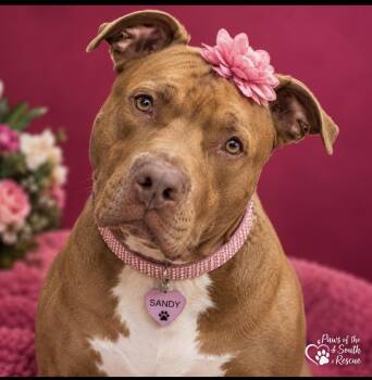 Sandy -  American Bully Dog for Adoption in Cumming, Georgia - Sandy | PetCurious