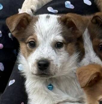 Fox Terrier and Border Collie Dogs Available for Adoption - Cinderella | PetCurious