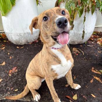 Cash -  Mixed Breed Dog for Adoption in Portland, Oregon - Cash | PetCurious