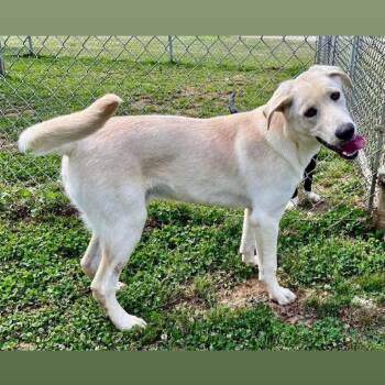 Harvey -  Labrador Retriever and Mixed Breed Dog for Adoption - Harvey | PetCurious