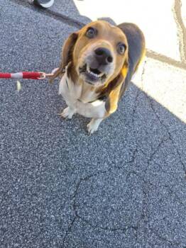 Ic-6 -  Beagle Dog for Adoption in Lawrenceville, Georgia - Ic-6 | PetCurious