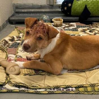 Australian Shepherd and Mixed Breed Dogs Available for Adoption in Buchanan Dam, Texas - Macho Nacho | PetCurious