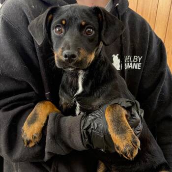 Mixed Breed Dogs Available for Adoption - Rolo | PetCurious