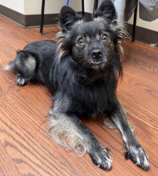 Maverick -  Chihuahua and Pomeranian Dog for Adoption in Monroe, Georgia - Maverick | PetCurious