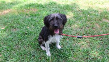 Rescue Terrier Dogs for Adoption in Richmond, Texas - Luxor | PetCurious