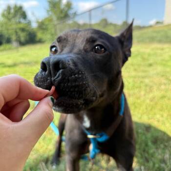 Breeze -  Pit Bull Terrier Dog for Adoption in York, Pennsylvania - Breeze | PetCurious
