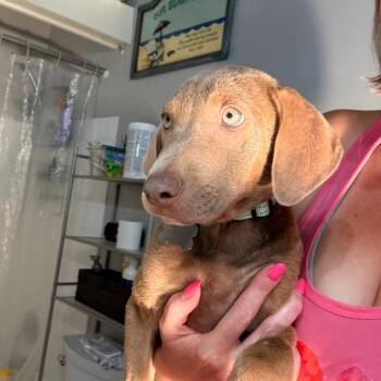 Crow -  Weimaraner and Chocolate Labrador Retriever Dog for Adoption - Crow | PetCurious