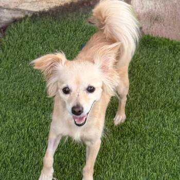 Magnolia -  Chihuahua and Mixed Breed Dog for Adoption in Las Vegas, Nevada - Magnolia | PetCurious