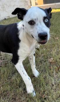 Rescue Mixed Breed Dogs for Adoption in Fort Worth, Texas - Pistol Pete | PetCurious