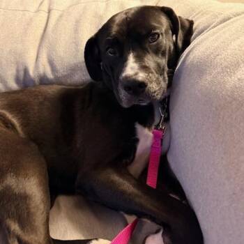 Pit Bull Terrier and Black Labrador Retriever Dogs Available for Adoption - Leopold | PetCurious