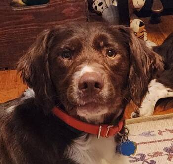 Rescue Brittany Spaniel Dogs for Adoption in Baldwinsville, New York - PA/Oboe | PetCurious