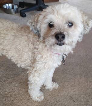 Ginger(bonded with Skeeter) -  Poodle Dog for Adoption in Nashville, Tennessee - Ginger(bonded With Skeeter) | PetCurious