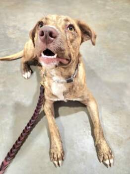Rescue Australian Shepherd and Labrador Retriever Dogs for Adoption in Pelzer, South Carolina - Bella | PetCurious