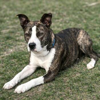 Terrier and American Staffordshire Terrier Dogs Available for Adoption in Fairfield, Connecticut - Stella | PetCurious