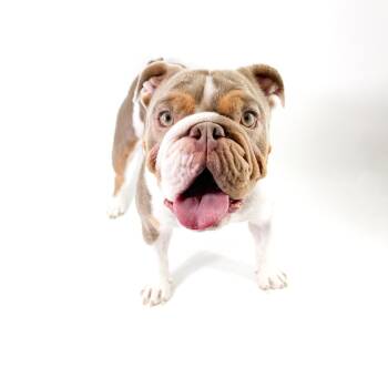 Ramona -  English Bulldog Dog for Adoption in Scottsdale, Arizona - Ramona | PetCurious