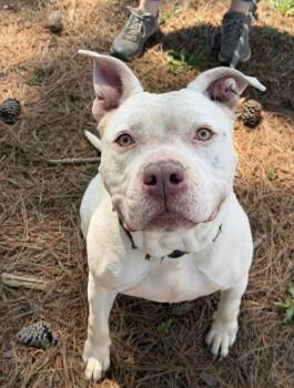 Pit Bull Terrier Dogs Available for Adoption in Port St. Lucie, Florida - Ava | PetCurious