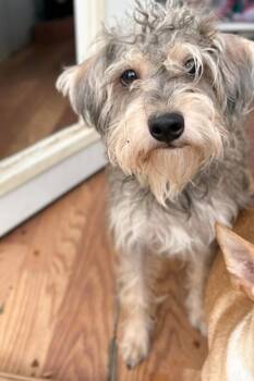 Schnauzer Dogs Available for Adoption - Gina | PetCurious