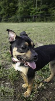 Chyla (On Hold. Getting Spayed June 29th) -  Pit Bull Terrier Dog for Adoption in Stafford, Virginia - Chyla (On Hold. Getting Spayed June 29th) | PetCurious