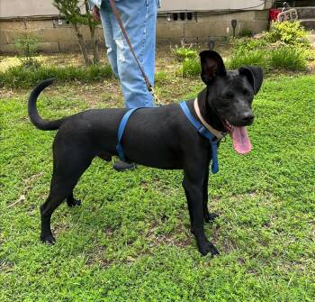 Jack Flash -  Labrador Retriever Dog for Adoption in Andover, Massachusetts - Jack Flash | PetCurious