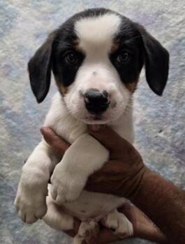 Cavalier King Charles Spaniel and Bernese Mountain Dog Dogs Available for Adoption in Malvern, Pennsylvania - Odin | PetCurious