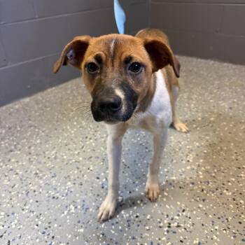 TUSC-Stray-84668 -  Terrier and Mixed Breed Dog for Adoption in Tuscaloosa, Alabama - TUSC-Stray-84668 | PetCurious