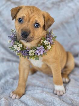 Vesper -  American Staffordshire Terrier and Siberian Husky Dog for Adoption in Newport Beach, California - Vesper | PetCurious