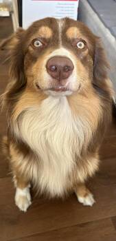 Finn #5239 -  Australian Shepherd Dog for Adoption in Ontario, California - Finn #5239 | PetCurious