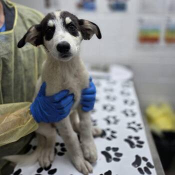 Laksa -  Anatolian Shepherd and German Shepherd Dog Dog for Adoption in Incline Village, Nevada - Laksa | PetCurious