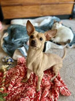 Chihuahua and Dachshund Dogs Available for Adoption in Casselberry, Florida - Marlon | PetCurious