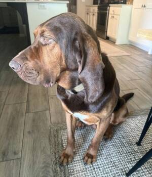 Barney -  Bloodhound Dog for Adoption in Tulsa, Oklahoma - Barney | PetCurious