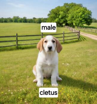 Cletus -  Great Dane Dog for Adoption in Manchester, Connecticut - Cletus | PetCurious