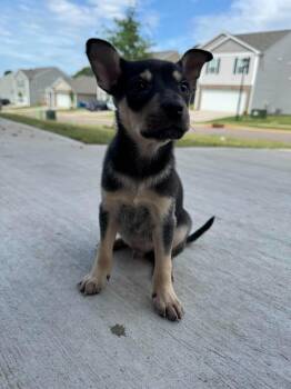 Chihuahua Dogs Available for Adoption in Holbrook, New York - RASCAL | PetCurious