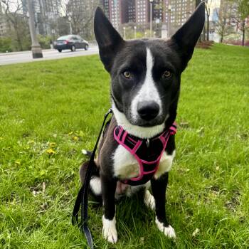 Ebony -  Mixed Breed Dog Available for Adoption in Chicago, Illinois - Ebony | PetCurious