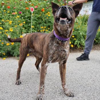 Estelle -  Mixed Breed Dog for Adoption in Saint Charles, Missouri - Estelle | PetCurious