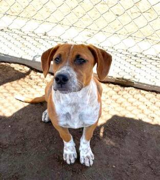 Portobello - URGENT -  English Coonhound Dog for Adoption in Thousand Oaks, California - Portobello - URGENT | PetCurious