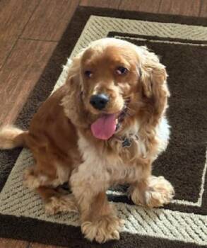 Rescue Cocker Spaniel Dogs for Adoption in Phoenix, Arizona - Pico And George | PetCurious