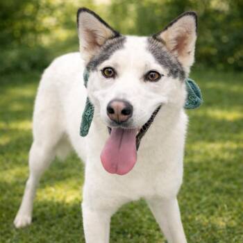 Husky and Mixed Breed Dogs Available for Adoption - Skylar **No Adoption Fee Through March** | PetCurious